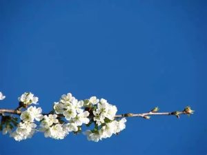 image fleur 300x225 - L'organisation de la Paroisse