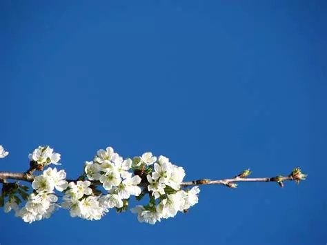 image fleur - Responsables sur la paroisse